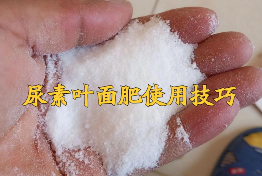 尿素葉面肥新趨勢(shì)，快速吸收，促進(jìn)作物生長(zhǎng)新飛躍