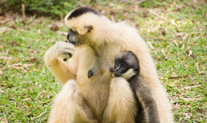 哪些哺乳動物擁有類似人類的驚人特征與能力？