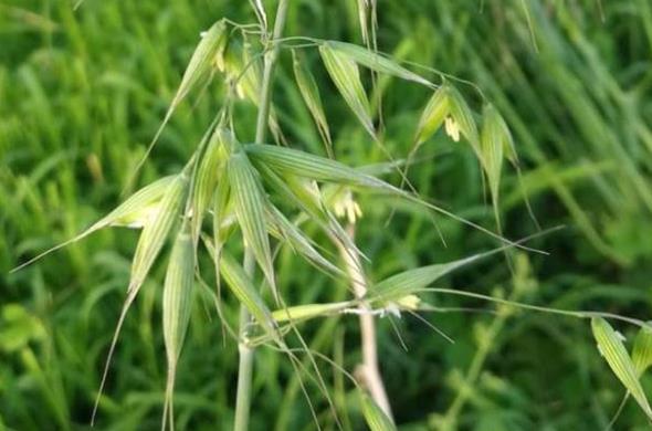 田間雜草-野燕麥的生長環境條件與特點價值介紹