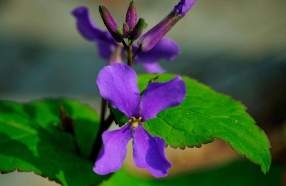 諸葛菜是什么花卉植物，會開花嗎