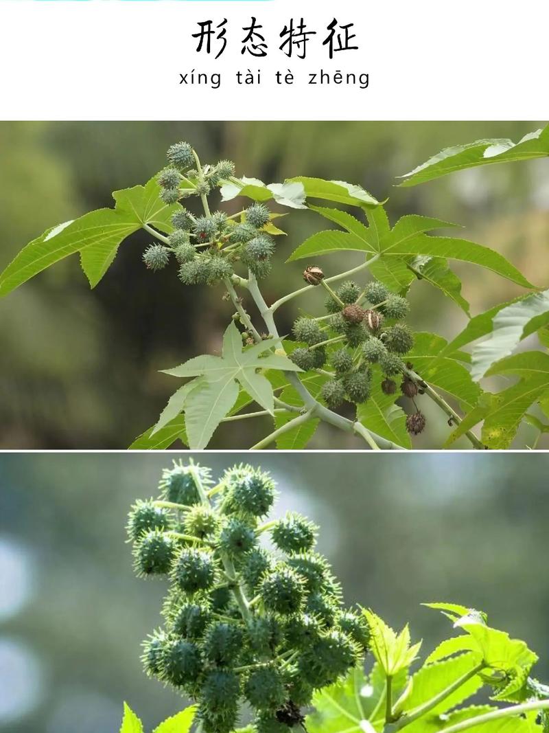 蓖麻是什么植物，生長環境和氣候特點介紹