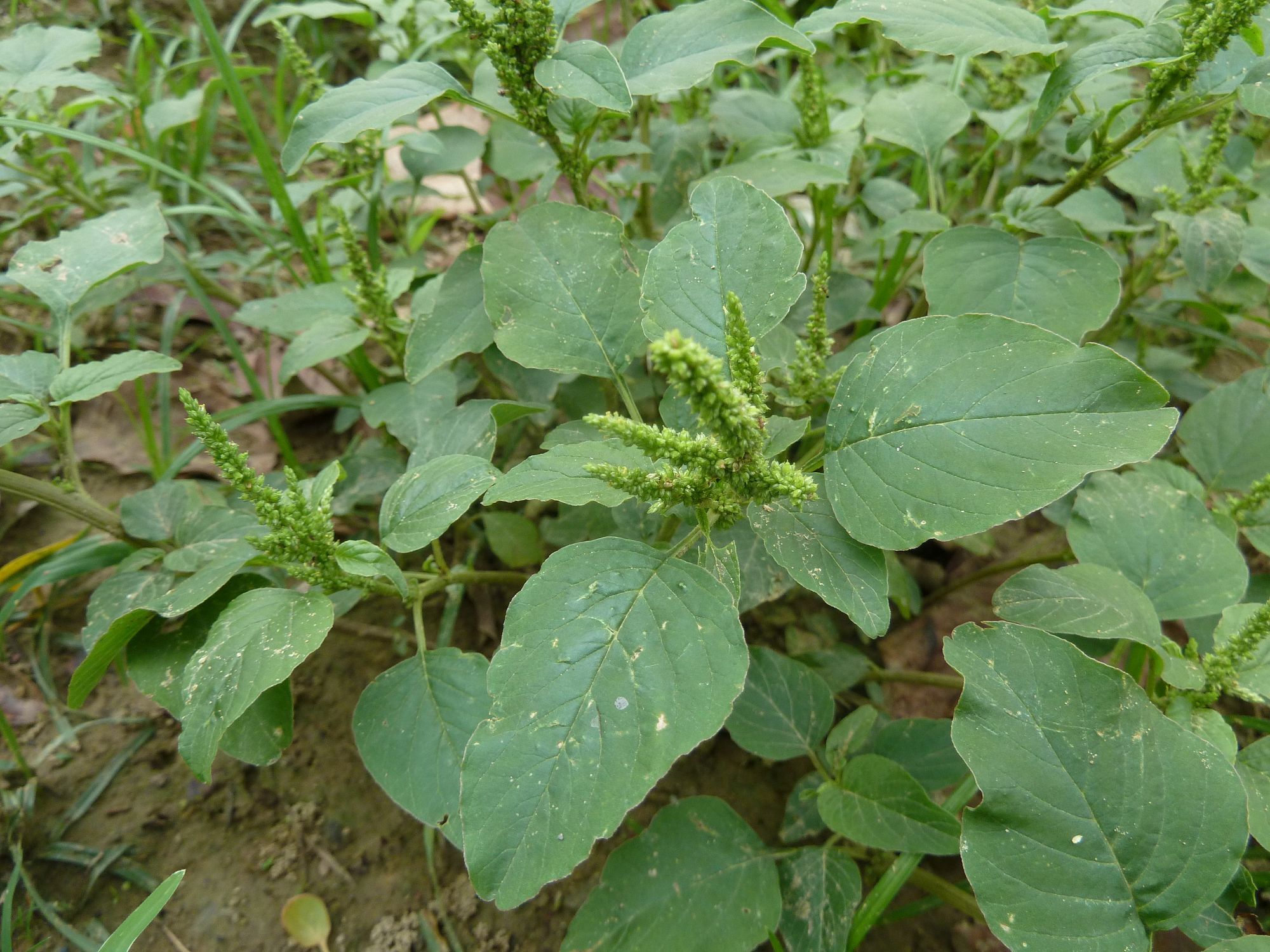 凹頭莧長什么樣，是能吃的野菜嗎