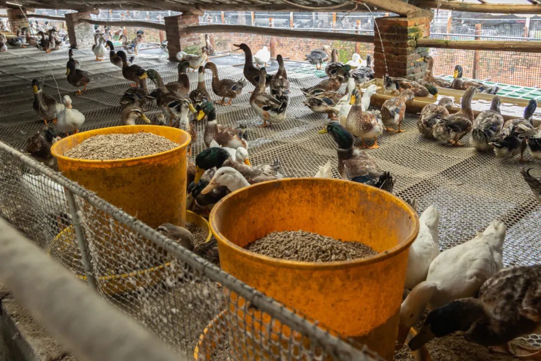 秋天畜牧養殖飼料配方調整與原因添加劑的補充