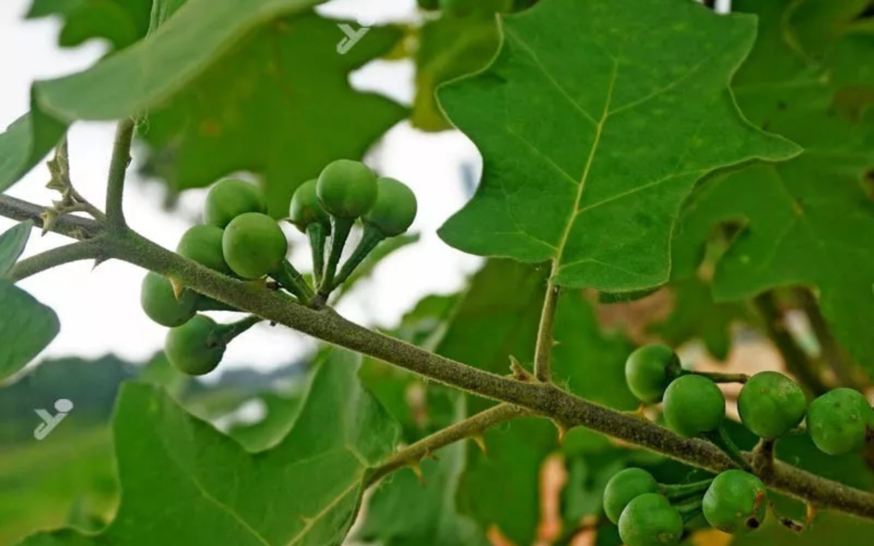 水茄長什么樣，有什么價(jià)值