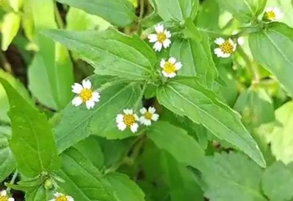 粗毛牛膝菊介紹，有什么特點和危害