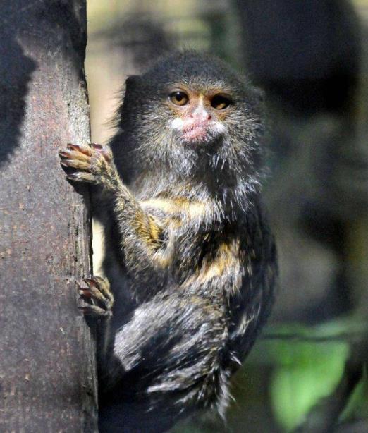 侏狨是世界上最小的靈長類動物，它有何獨特之處？