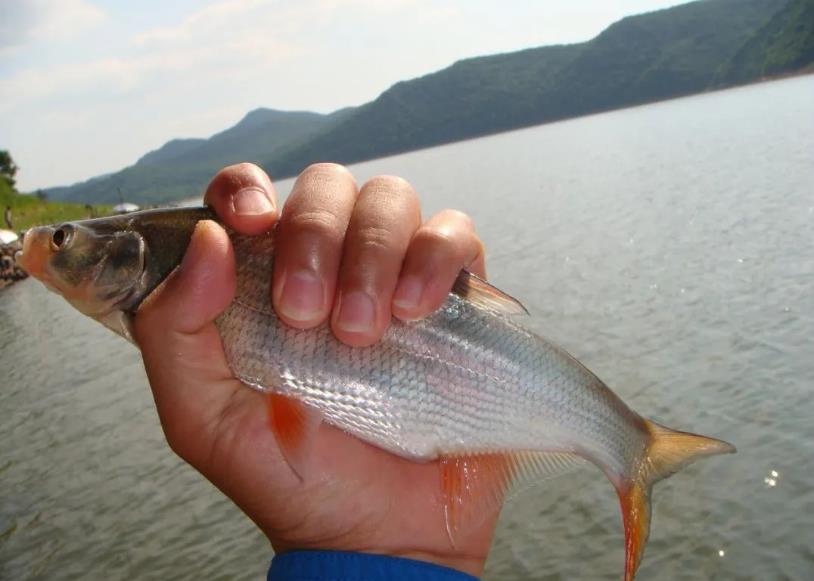 紅尾魚有什么特點，人工養殖技術與管理要點介紹