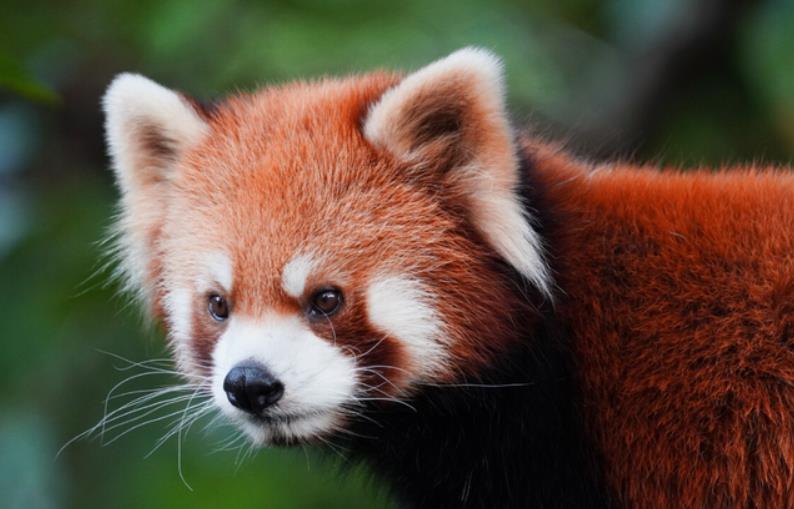 卵生動物和胎生動物有什么區別，有什么特征