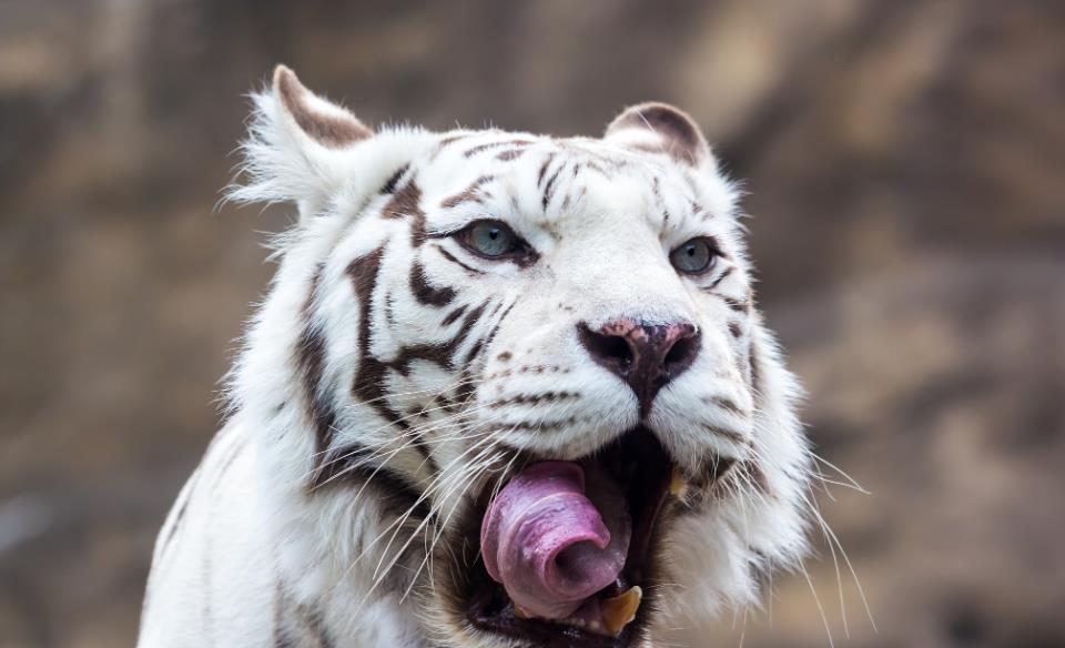 自然界兇猛動物大盤點，老虎與獅子誰是萬獸之王？