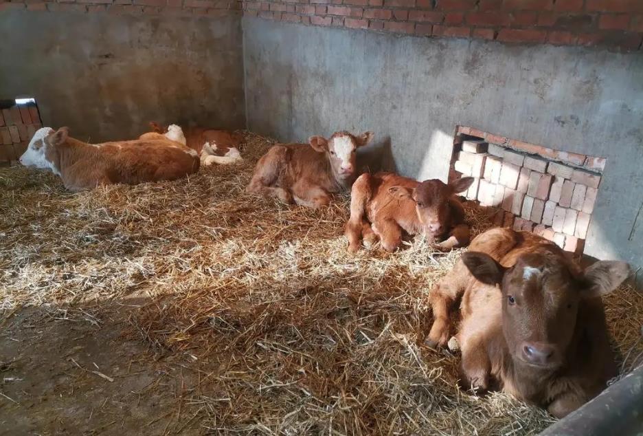 青儲飼料與黃儲飼料營養價值對比與規模養殖選擇指南