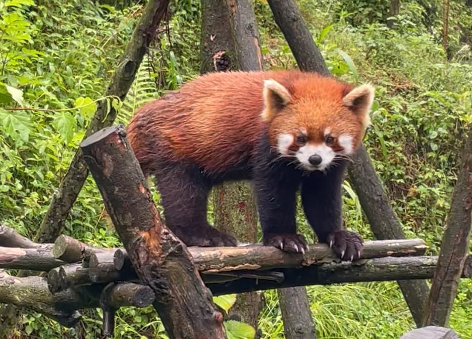 國家二級保護動物-小熊貓介紹與分布區域