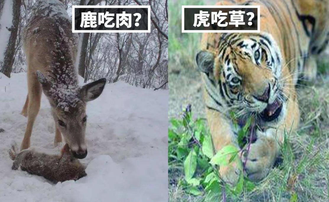 顛覆認知-食草動物也會吃肉？