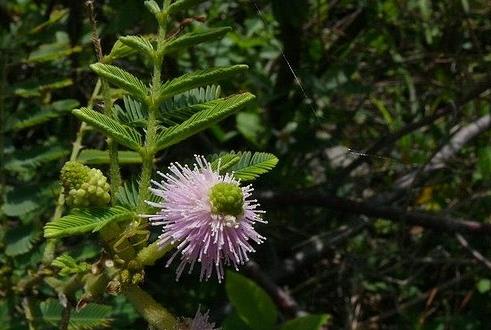 入侵植物刺軸含羞草介紹，它有什么價值和危害？