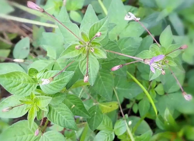 皺子白花菜是什么植物，有什么特點和作用價值？