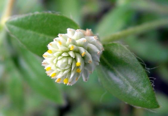 銀花莧開(kāi)花是什么顏色，庭院養(yǎng)殖需要注意什么？