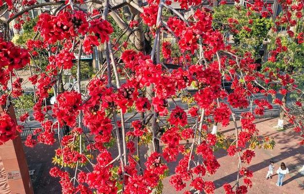 木棉開花是什么樣子，生長環(huán)境及分布在我國哪些地方？