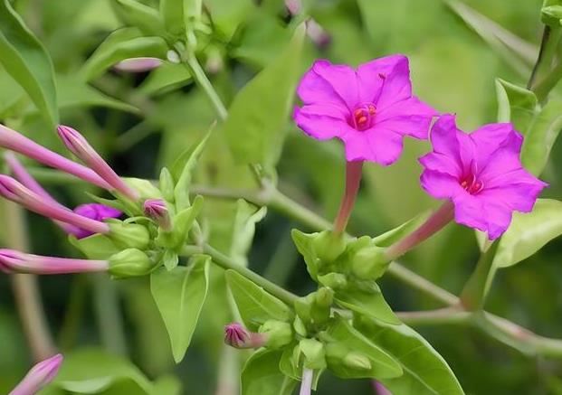 紫茉莉是哪個國家的原產(chǎn)花卉品種，它的生長環(huán)境要求是什么？