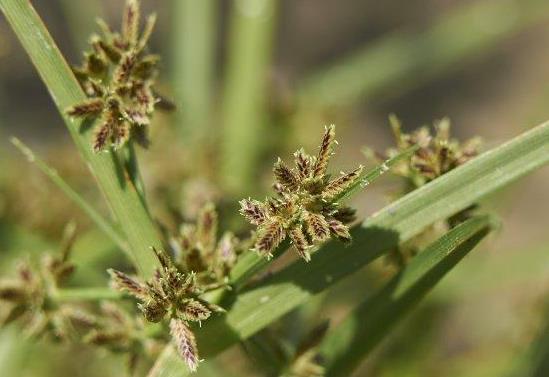 蘇里南莎草是入侵植物嗎，有什么價值和危害？