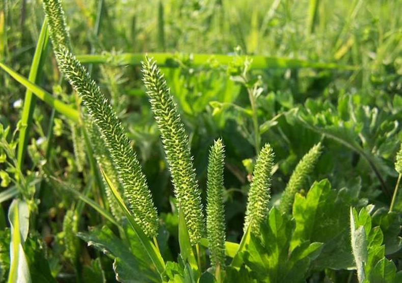 梯牧草有什么別名，可以做牧草飼料嗎？