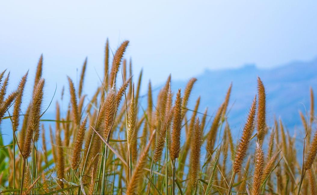 梯牧草有什么別名，可以做牧草飼料嗎？