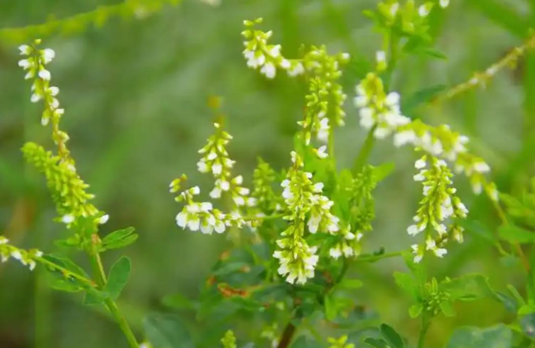 白花草木犀的原產地是哪里，有什么特點？