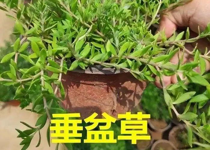 垂盆草的養(yǎng)殖環(huán)境要求及功效作用介紹