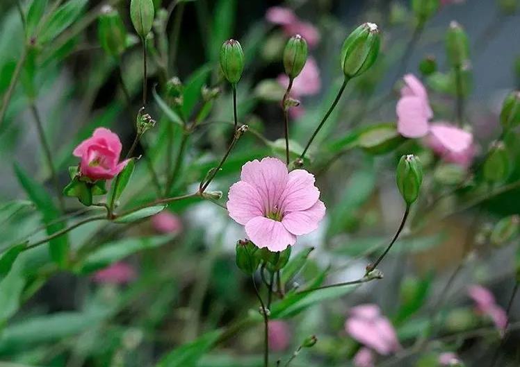 麥藍(lán)菜生長(zhǎng)條件要求是什么，庭院怎么養(yǎng)殖？