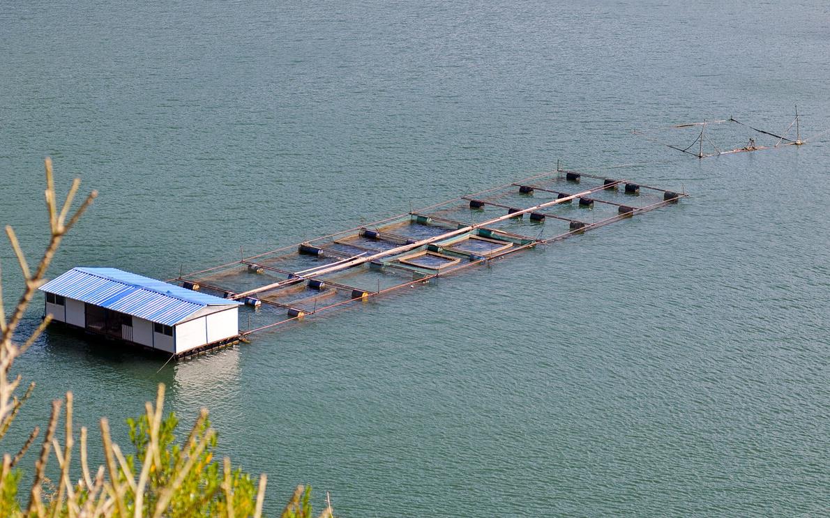 水庫養魚必知技巧，掌握方法增加養殖效益。