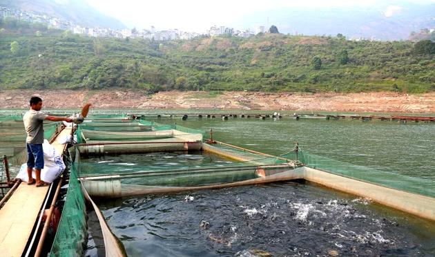 <b>水庫養魚必知技巧，掌握方法增加養殖效益。</b>