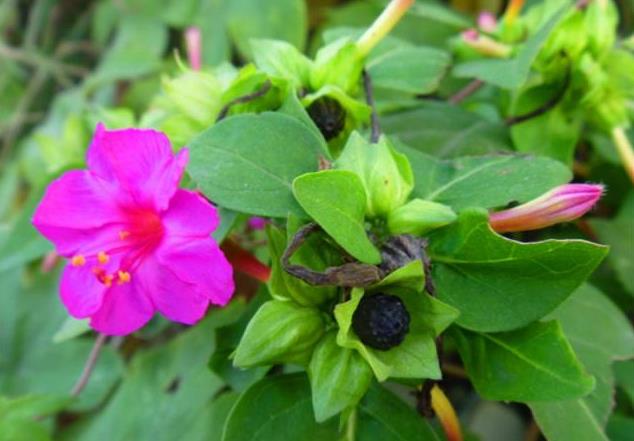 胭脂花開花季節是幾月，室內怎么養殖？