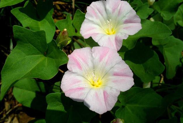 打碗花是什么花卉植物，可以養殖嗎？