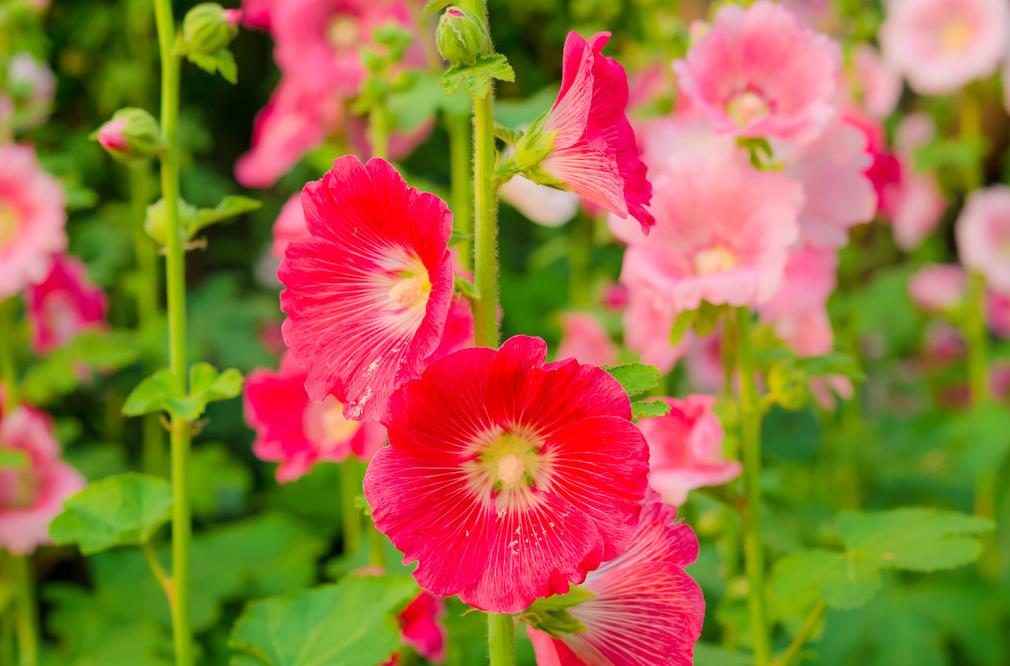 蜀葵開(kāi)花有哪些顏色，生長(zhǎng)養(yǎng)殖有哪些要求？