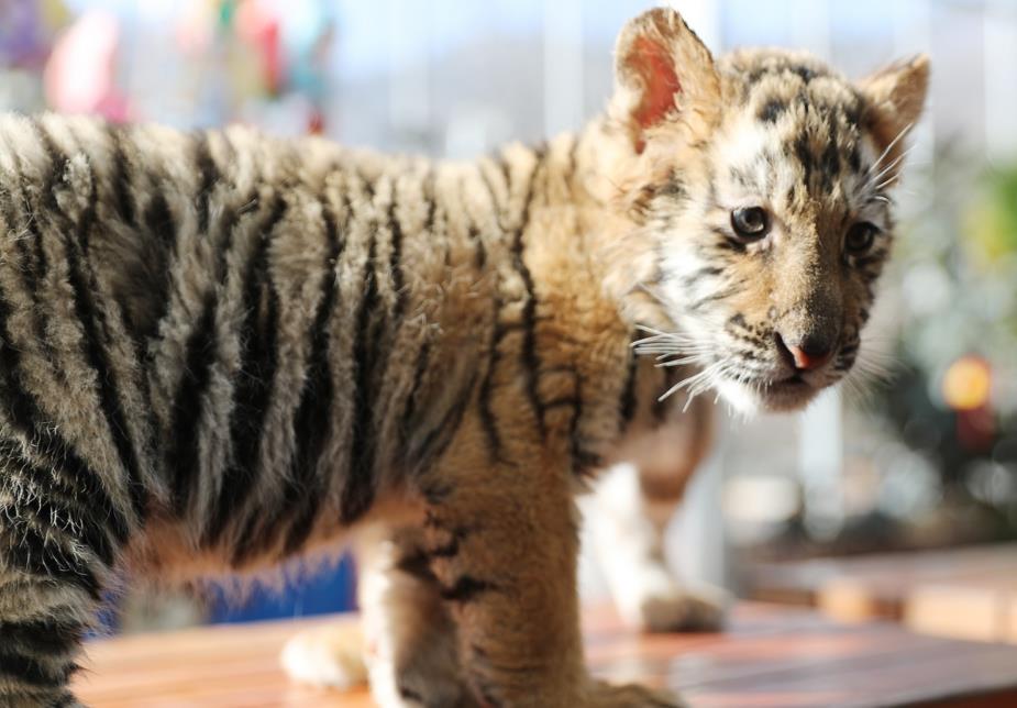 萌寵來襲！盤點自然界中最可愛的動物幼仔