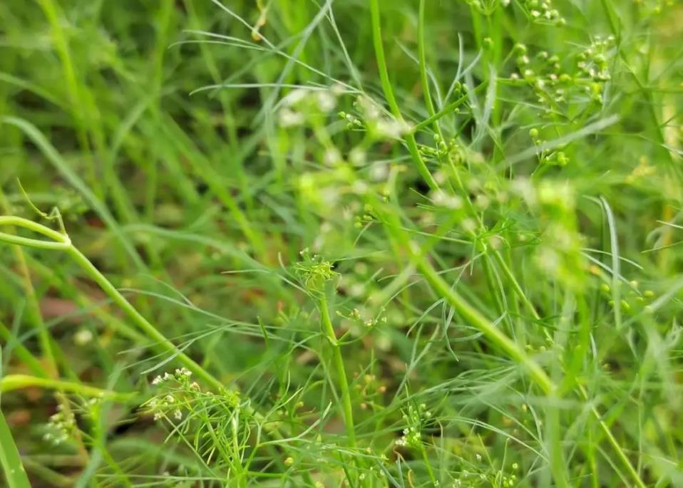 細葉旱芹是什么植物，有什么價值和危害