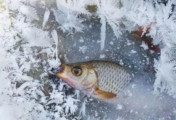 <b>低溫寒潮來襲，水產養殖需留意哪些問題？</b>