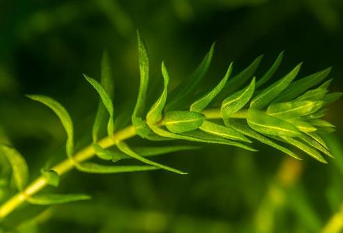 伊樂藻-凈化水質、提供氧氣的神奇水生植物