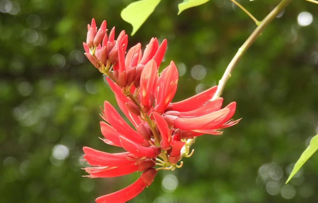 龍牙花長什么樣子，庭院怎么養殖？