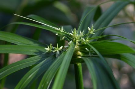 風(fēng)車草生長在野外哪些地方，有什么特點(diǎn)價(jià)值？