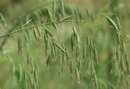 田雀麥植物解析：形態特征、生長環境與用途探索