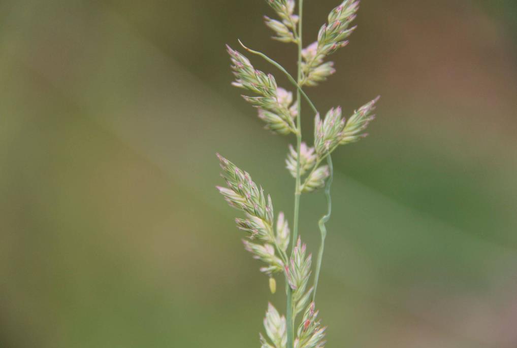 奇虉[yì]草是什么植物，有哪些價值和危害？