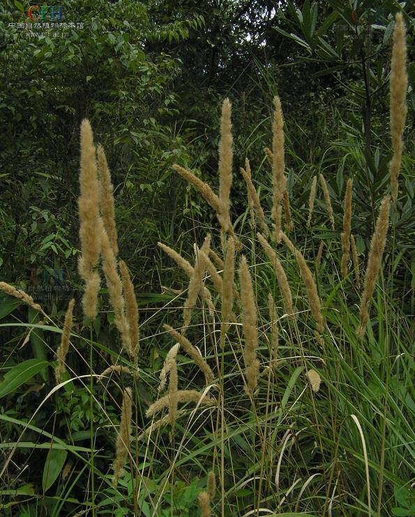 奇虉[yì]草是什么植物，有哪些價值和危害？