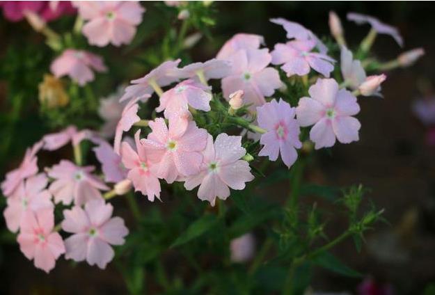 美女櫻開花有香味嗎？品種、環境與香氣的秘訣。