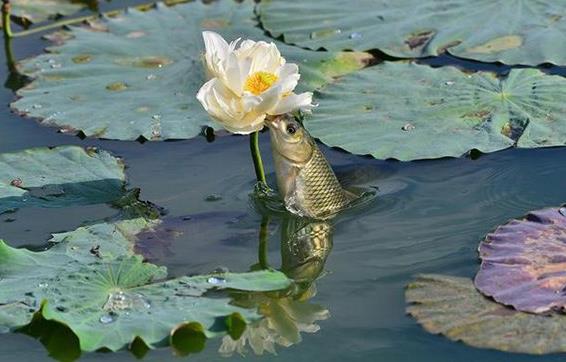 <b>高效生態農業實踐：藕池套養魚技術與效益分析</b>