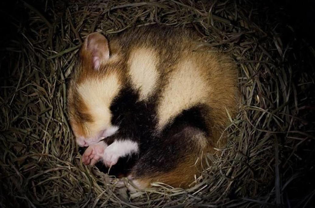 冬眠動物的共同特征，從動物屬性到食性解析