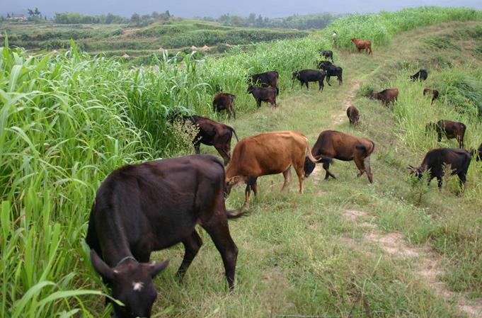 農(nóng)村散養(yǎng)肉牛養(yǎng)殖秘籍-科學搭配飼料，精細日常管理