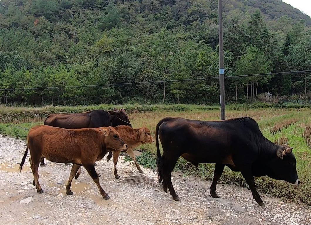 農(nóng)村散養(yǎng)肉牛養(yǎng)殖秘籍-科學搭配飼料，精細日常管理