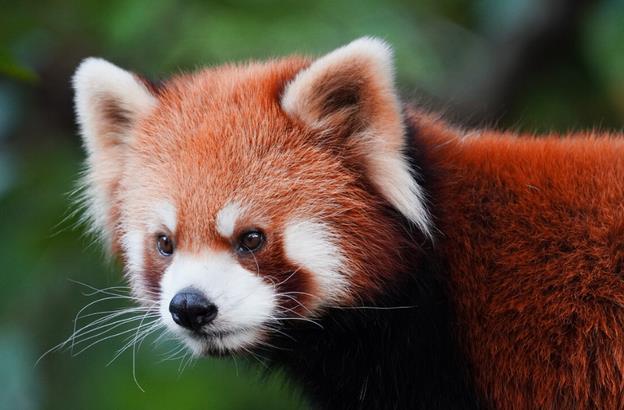 探索動物生存智慧：平躺裝死背后的生態平衡與適應策略