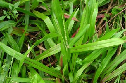 多年生草本植物地毯草的生長(zhǎng)環(huán)境與外貌特征介紹