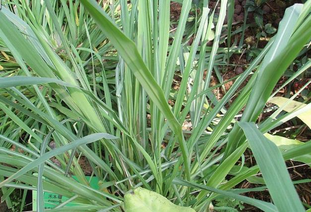 <b>神奇植物亞香茅的野外生長地方與價值探秘</b>