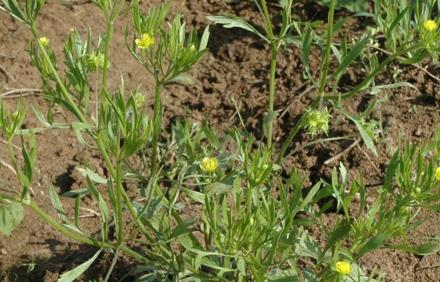 田野毛茛是入侵植物嗎，有什么危害和用途